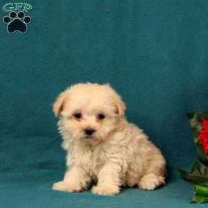 Galla, Maltipoo Puppy